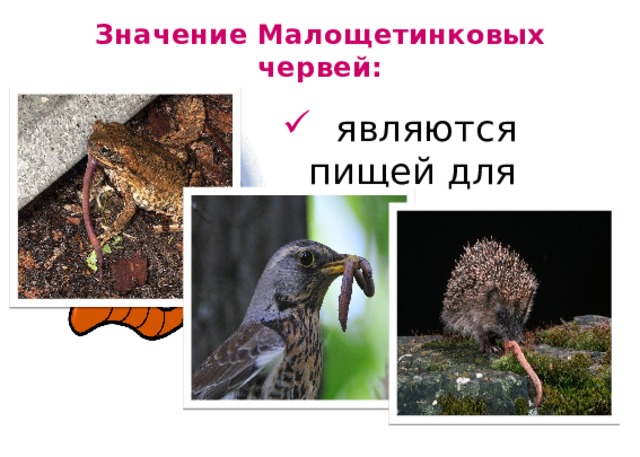 Значение Малощетинковых червей:   являются пищей для животных. 