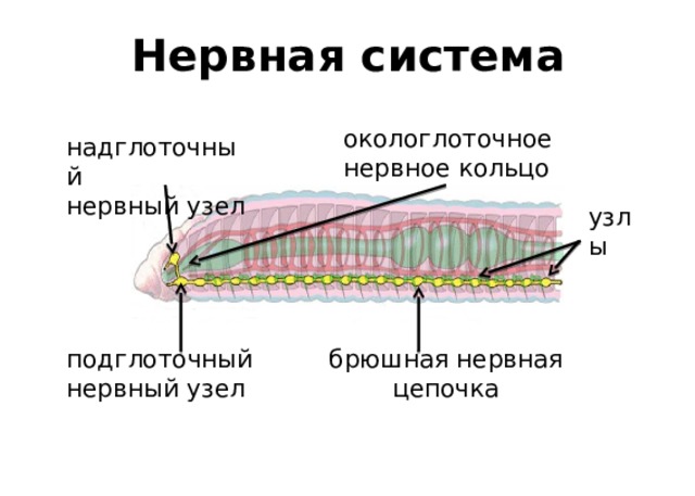 Нервная система окологлоточное нервное кольцо надглоточный нервный узел узлы подглоточный брюшная нервная цепочка нервный узел 