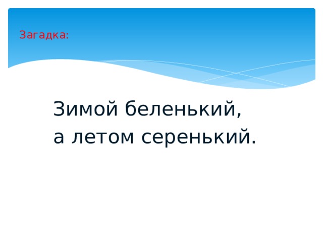 Загадка: Зимой беленький, а летом серенький. 