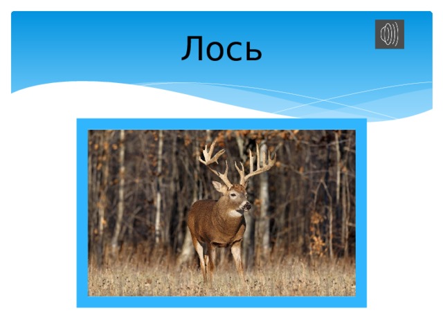 Лось 