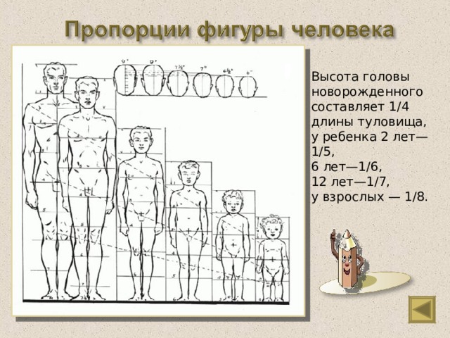 Высота головы новорожденного составляет 1/4 длины туловища, у ребенка 2 лет— 1/5, 6 лет—1/ 6 , 12 лет—1/7, у взрослых — 1/8. 
