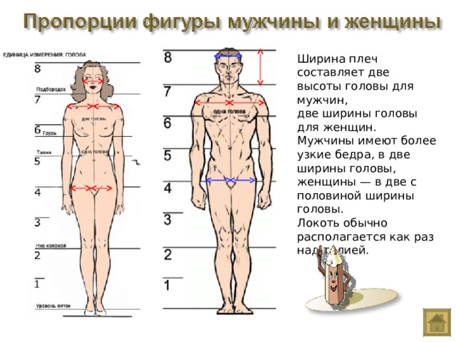 Ширина плеч составляет две высоты головы для мужчин, две ширины головы для женщин. Мужчины имеют более узкие бедра, в две ширины головы, женщины — в две с половиной ширины головы. Локоть обычно располагается как раз над талией. 