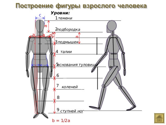 a a b Уровни: c 1 темени 2 подбородка a a 3 подмышек 4 талии 5 основания туловища 6 7 коленей 8 9 ступней ног b = 1/2a 