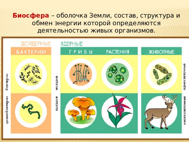 Биосфера – оболочка Земли, состав, структура и обмен энергии которой определяются деятельностью живых организмов. 