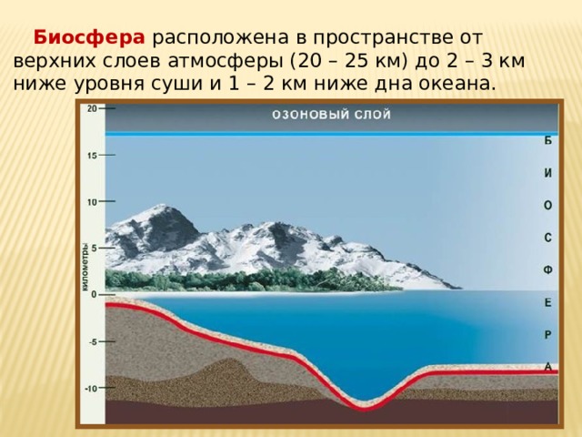  Биосфера  расположена в пространстве от верхних слоев атмосферы (20 – 25 км) до 2 – 3 км ниже уровня суши и 1 – 2 км ниже дна океана. 
