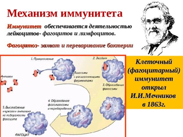 Механизм иммунитета Иммунитет обеспечивается деятельностью лейкоцитов- фагоцитов и лимфоцитов. Фагоцитоз- захват и переваривание бактерии Клеточный (фагоцитарный) иммунитет открыл И.И.Мечников в 1863г. 