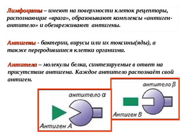 Лимфоциты – имеют на поверхности клеток рецепторы, распознающие «врага», образовывают комплексы «антиген- антитело» и обезвреживают антигены. Антигены - бактерии, вирусы или их токсины(яды), а также переродившиеся клетки организма. Антитела – молекулы белка, синтезируемые в ответ на присутствие антигена. Каждое антитело распознаёт свой антиген. 