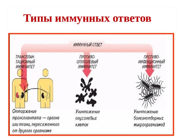 Типы иммунных ответов 