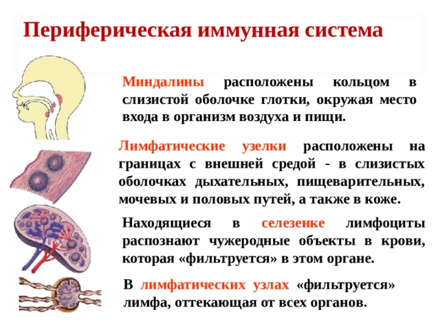 Периферическая иммунная система Миндалины расположены кольцом в слизистой оболочке глотки, окружая место входа в организм воздуха и пищи. Лимфатические узелки расположены на границах с внешней средой - в слизистых оболочках дыхательных, пищеварительных, мочевых и половых путей, а также в коже. Находящиеся в селезенке лимфоциты распознают чужеродные объекты в крови, которая «фильтруется» в этом органе. В лимфатических узлах «фильтруется» лимфа, оттекающая от всех органов. 