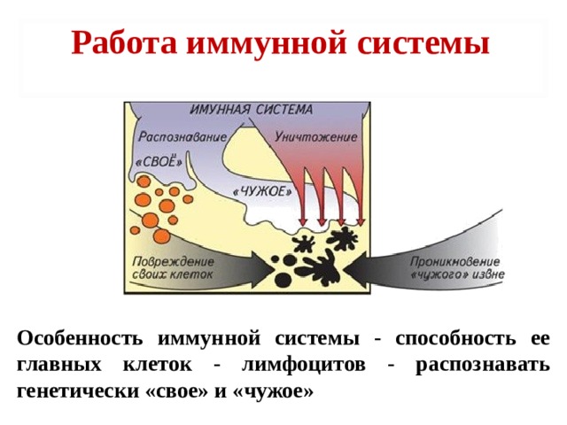 Работа иммунной системы Особенность иммунной системы - способность ее главных клеток - лимфоцитов - распознавать генетически «свое» и «чужое» 