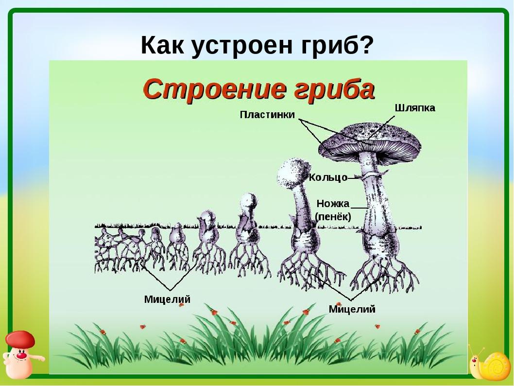 Строение гриба 5 класс биология рисунок