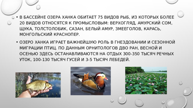 В бассейне озера Ханка обитает 75 видов рыб, из которых более 20 видов относятся к промысловым: верхогляд, амурский сом, щука, толстолобик, сазан, белый амур, змееголов, карась, монгольский краснопер. Озеро Ханка играет важнейшую роль в гнездовании и сезонной миграции птиц. По данным орнитологов ДВО РАН, весной и осенью здесь останавливаются на отдых 300-350 тысяч речных уток, 100-130 тысяч гусей и 3-5 тысяч лебедей. 