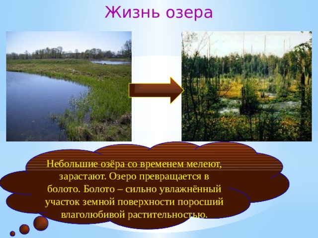 Жизнь озера Небольшие озёра со временем мелеют, зарастают. Озеро превращается в болото. Болото – сильно увлажнённый участок земной поверхности  поросший влаголюбивой растительностью. 