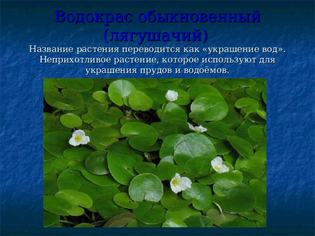 Водокрас обыкновенный  (лягушачий)   Название растения переводится как «украшение вод». Неприхотливое растение, которое используют для украшения прудов и водоёмов. 