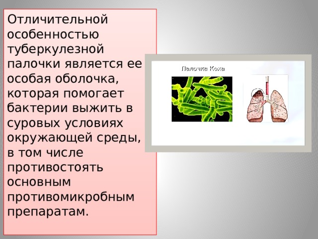 Отличительной особенностью туберкулезной палочки является ее особая оболочка, которая помогает бактерии выжить в суровых условиях окружающей среды, и в том числе противостоять основным противомикробным препаратам.   