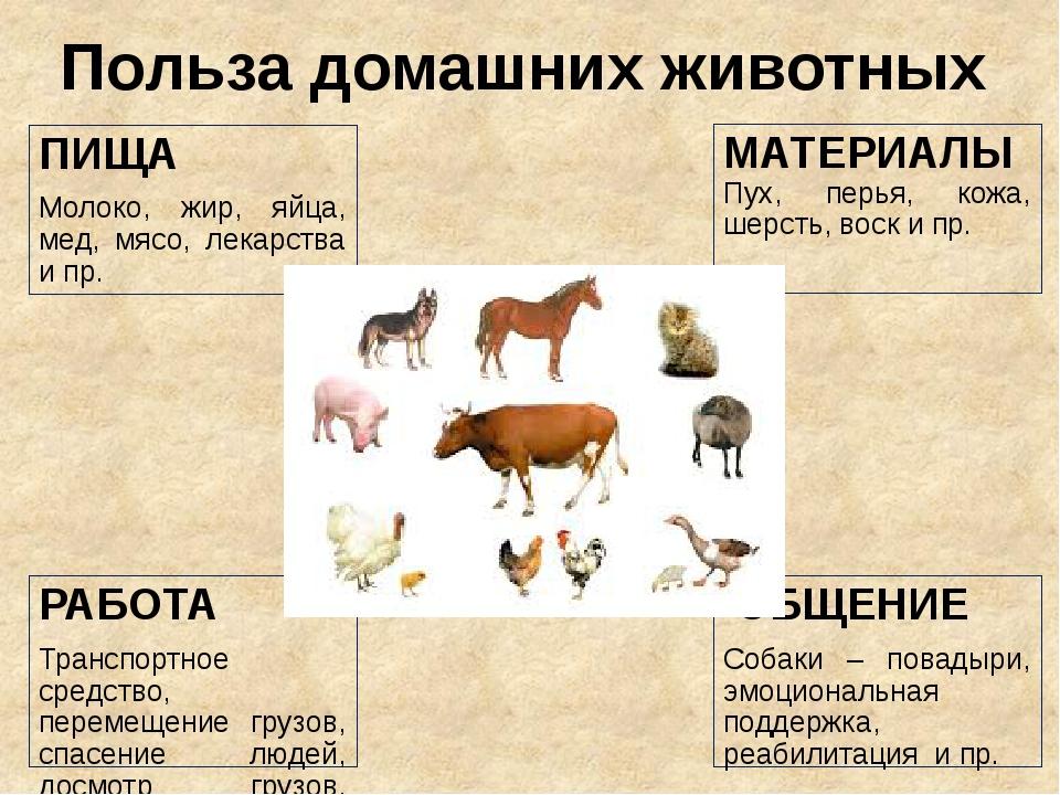 Презентация по окружающему миру домашние животные 3 класс