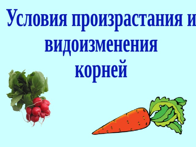 Произрастание корень