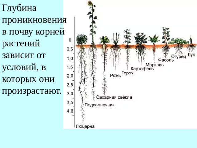 От чего зависит растения. Глубина проникновения в почву корней растений. Условия произрастания корней. Глубина корней картофеля. Глубина проникновения в почву корневой системы деревьев.