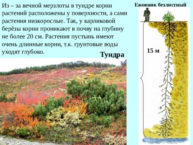 Какие отношения складываются между ежовником и джейраном. Корни карликовой березы. Ежовник безлистный корень. Корни растений тундры. Корневая система карликовой березы.