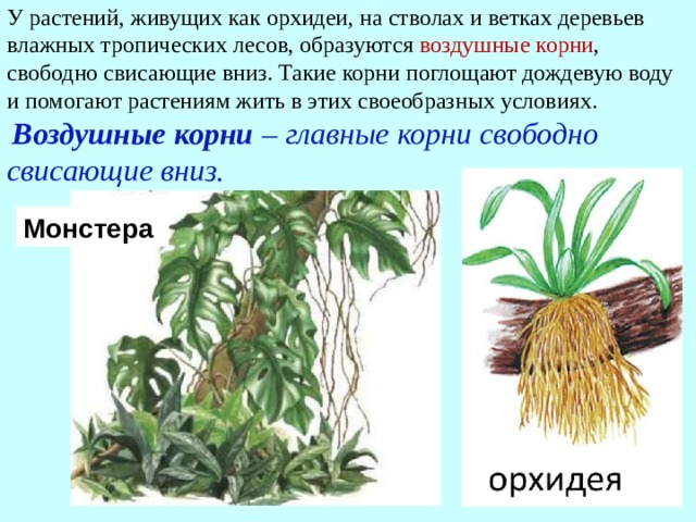 Монстера растение воздушные корни. Воздушные корни функции. Орхидея видоизменение корня.