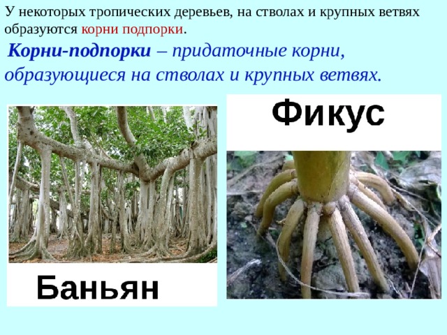 Какие корни образуются на стеблях и листьях. Видоизмененные корни.