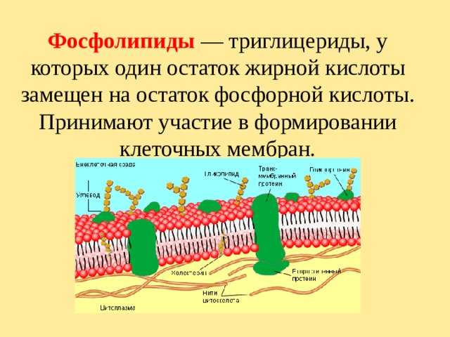 Фосфолипиды  — триглицериды, у которых один остаток жирной кислоты замещен на остаток фосфорной кислоты. Принимают участие в формировании клеточных мембран. 