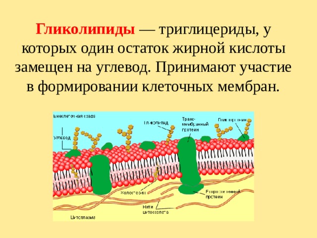 Гликолипиды  — триглицериды, у которых один остаток жирной кислоты замещен на углевод. Принимают участие в формировании клеточных мембран. 