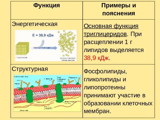 Липиды презентация 9 класс по биологии