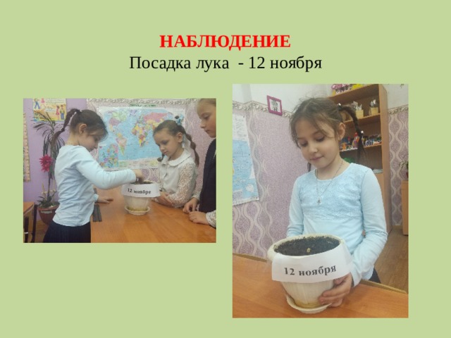 НАБЛЮДЕНИЕ  Посадка лука - 12 ноября 