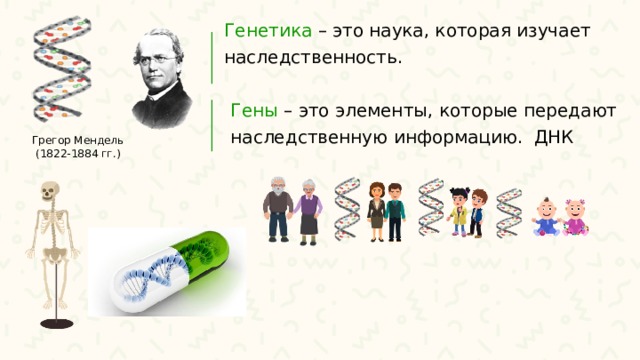 Генетика –  это наука, которая изучает наследственность. Гены – это элементы, которые передают наследственную информацию. ДНК Грегор Мендель  (1822-1884 гг.) 