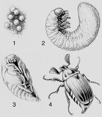 Этапы развития майского жука в картинках