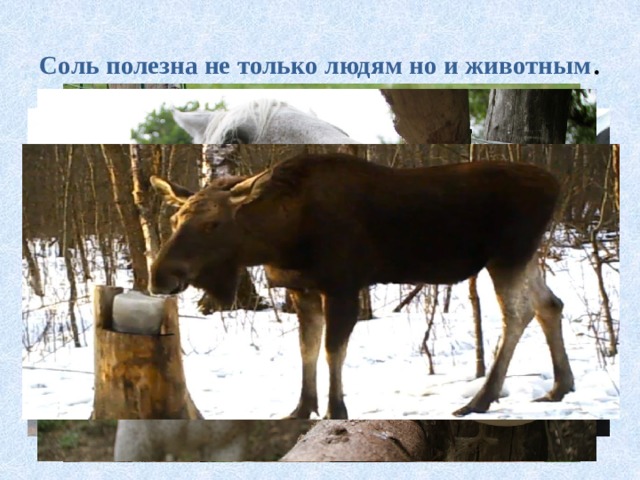Соль полезна не только людям но и животным .