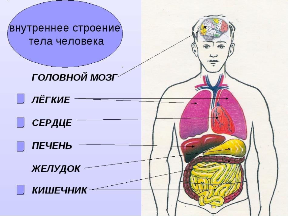 Органы человека в теле схема