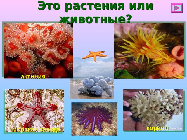 Это растения или животные? актиния коралл морская звезда 