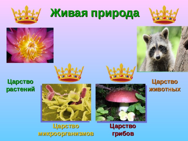 Живая природа Царство растений Царство животных Царство микроорганизмов Царство грибов 