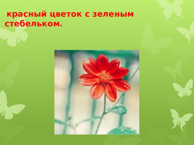  красный цветок с зеленым стебельком.   