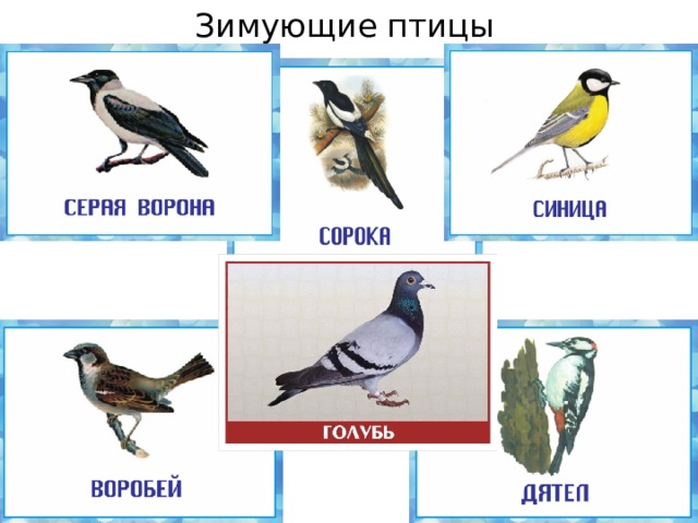  Зимующие птицы 