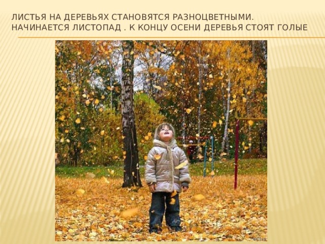 Листья на деревьях становятся разноцветными. Начинается листопад . К концу осени деревья стоят голые 
