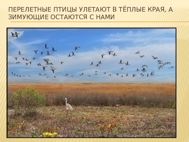 Перелетные птицы улетают в тёплые края, а зимующие остаются с нами 