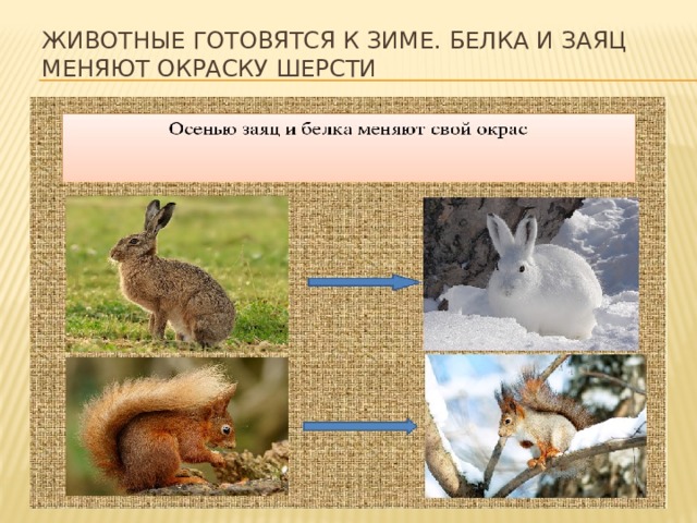 Животные готовятся к зиме. Белка и заяц меняют окраску шерсти 