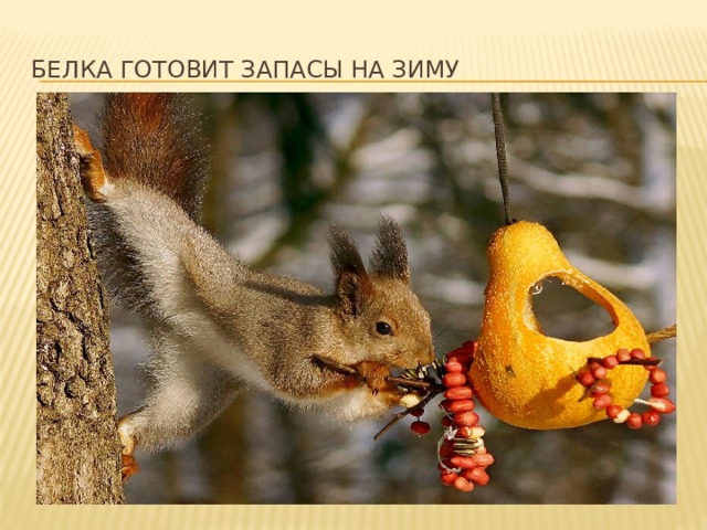 Белка готовит запасы на зиму 