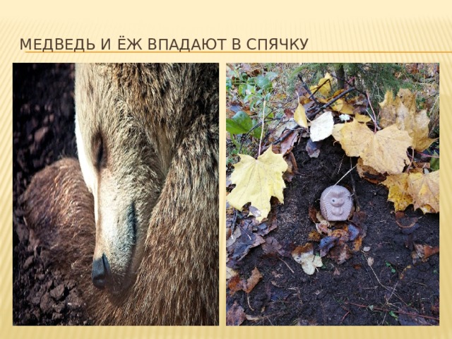 Медведь и ёж впадают в спячку 
