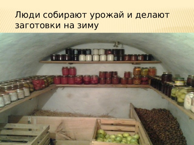 Люди собирают урожай и делают заготовки на зиму 