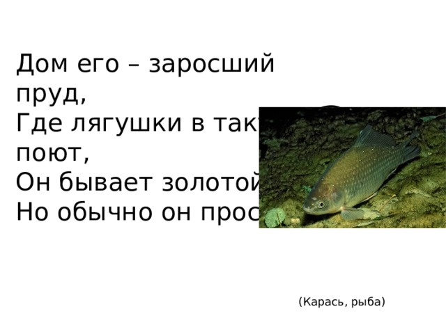 Дом его – заросший пруд, Где лягушки в такт поют, Он бывает золотой, Но обычно он простой. ? (Карась, рыба) 