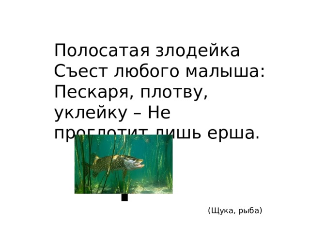 Полосатая злодейка Съест любого малыша: Пескаря, плотву, уклейку – Не проглотит лишь ерша. ? (Щука, рыба) 