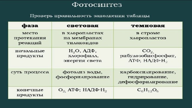Световая и темновая таблица. Фотосинтез таблица 10 класс биология. Фазы фотосинтеза таблица. Фазы фотосинтеза таблица 9 класс. Этапы фотосинтеза таблица.