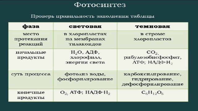 В световую фазу фотосинтеза происходит образование. Фазы фотосинтеза таблица. Фазы фотосинтеза таблица 9 класс. Фазы фотосинтеза таблица 10 класс. Реакции фотосинтеза таблица.