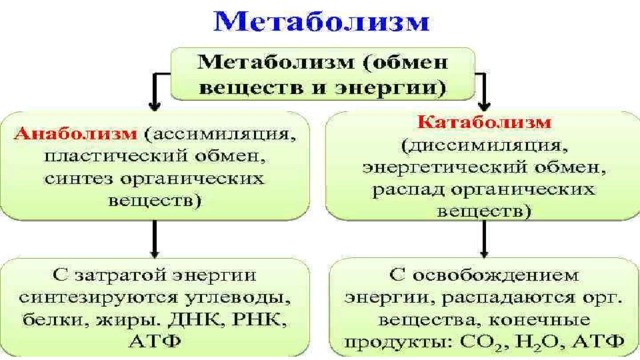 Презентация по теме энергетический обмен