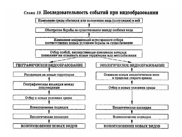 Схема процесса видообразования