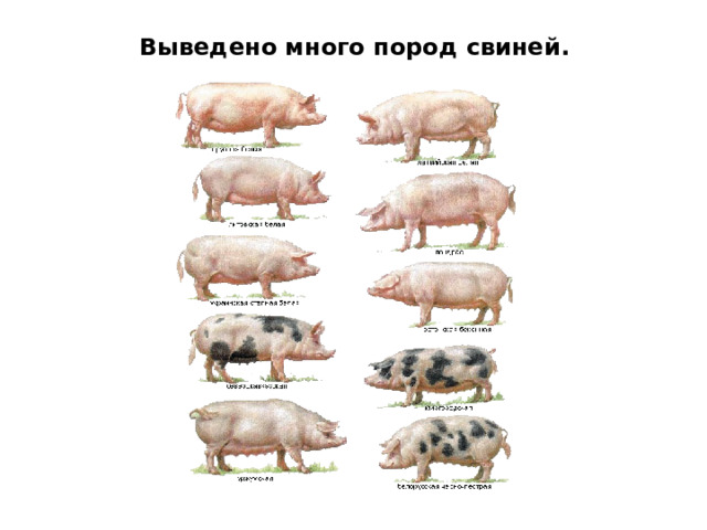 Выведено много пород свиней. 